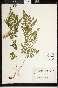 Dryopteris carthusiana image