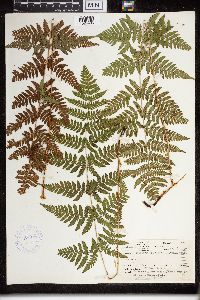 Dryopteris carthusiana image
