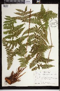 Dryopteris carthusiana image