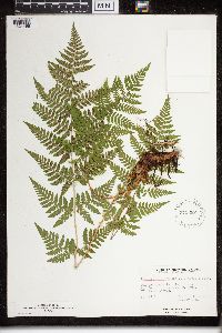 Dryopteris carthusiana image