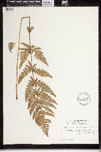 Dryopteris carthusiana image