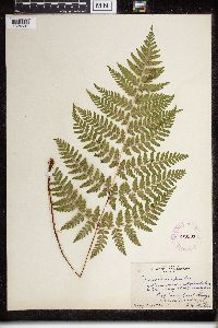 Dryopteris carthusiana image
