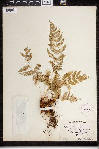 Dryopteris carthusiana image