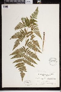 Dryopteris carthusiana image