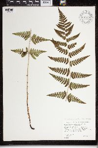 Dryopteris carthusiana x cristata image