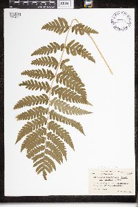 Media resource of Dryopteris clintoniana