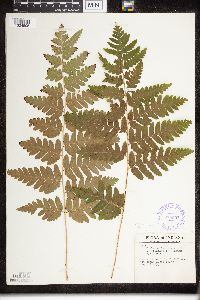 Dryopteris clintoniana image