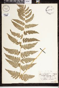 Dryopteris clintoniana image