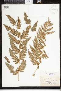 Dryopteris clintoniana image