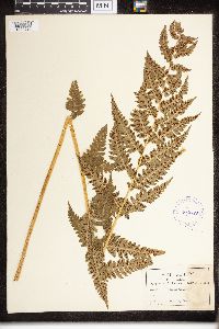 Dryopteris clintoniana image