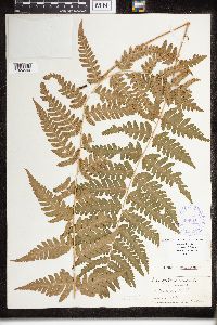 Dryopteris clintoniana image