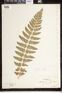 Dryopteris clintoniana image