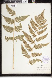 Dryopteris clintoniana image