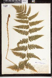 Dryopteris clintoniana image