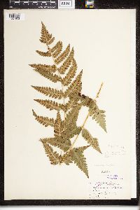 Dryopteris clintoniana image
