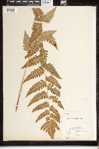 Dryopteris clintoniana image