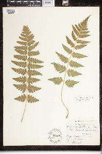 Dryopteris clintoniana image