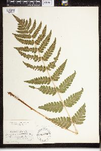Dryopteris clintoniana image