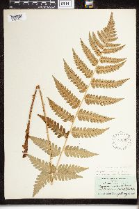 Dryopteris clintoniana image