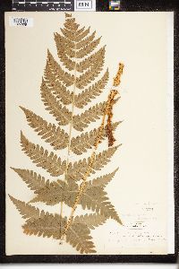 Dryopteris clintoniana image