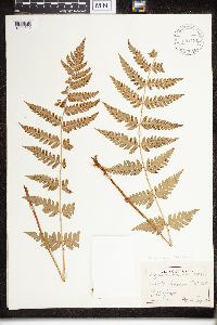 Dryopteris clintoniana image