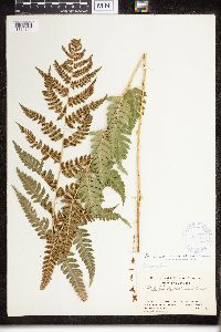 Dryopteris clintoniana image
