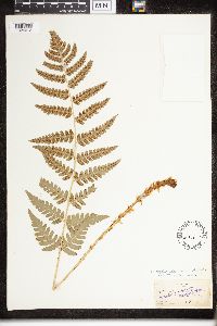 Dryopteris clintoniana image