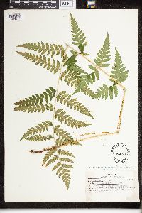Dryopteris clintoniana image