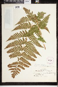 Dryopteris clintoniana image