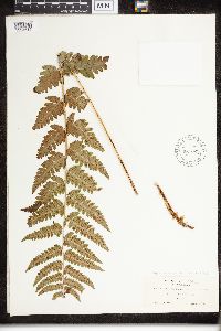 Dryopteris clintoniana image