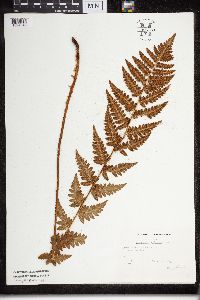 Dryopteris cristata image