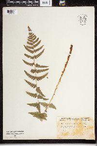 Dryopteris cristata image