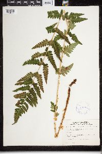 Dryopteris cristata image