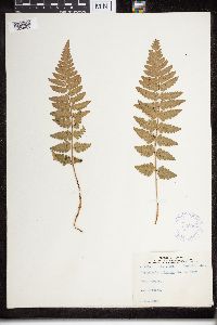 Dryopteris cristata image