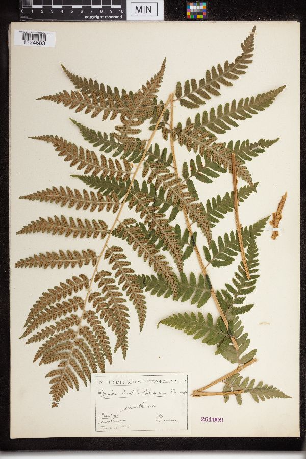 Dryopteris cristata x goldiana image