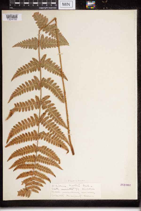 Dryopteris cristata x intermedia image