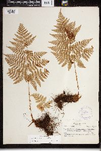 Dryopteris expansa image