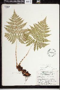 Dryopteris expansa image