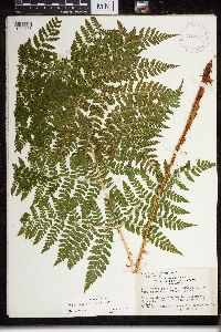 Dryopteris expansa image