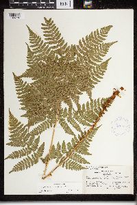 Dryopteris expansa image