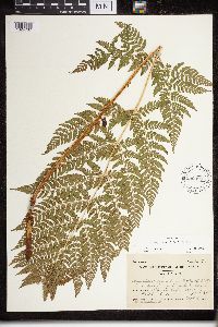 Dryopteris expansa image