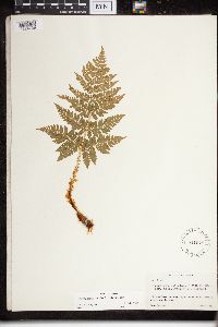 Dryopteris expansa image