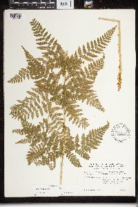 Dryopteris expansa image