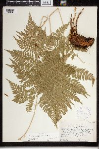 Dryopteris expansa image