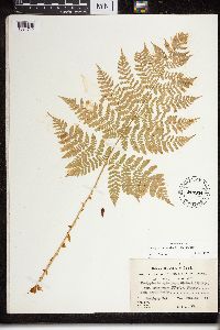 Dryopteris expansa image