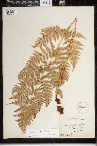 Dryopteris expansa image