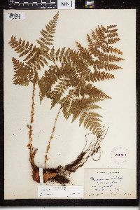 Dryopteris expansa image