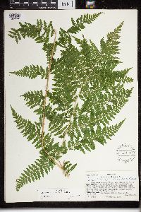 Dryopteris expansa image