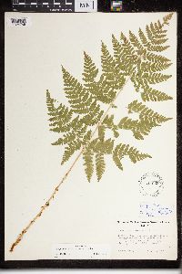 Dryopteris expansa image