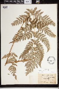 Dryopteris expansa image